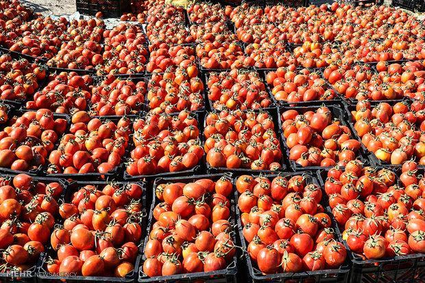 صادرات محصولات کشاورزی در اصفهان کنترل گردد