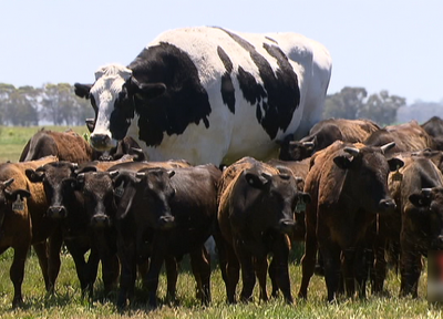 ابَر گاو 2 متری در استرالیا که خریداری ندارد!