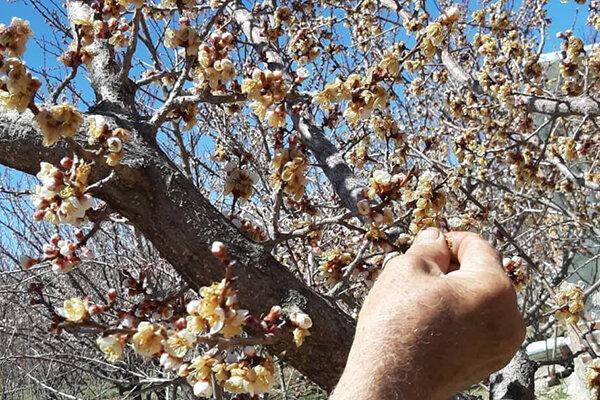 میزان خسارت سرمازدگی بخش کشاورزی و باغی زنجان پایین است میزان خسارت سرمازدگی بخش کشاورزی و باغی زنجان پایین است