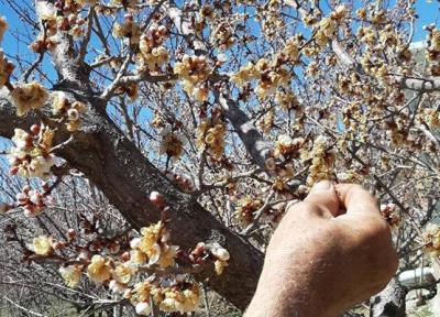 میزان خسارت سرمازدگی بخش کشاورزی و باغی زنجان پایین است
