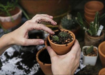 رویش توانمندی های بخش باغبانی را آنالیز می نماید