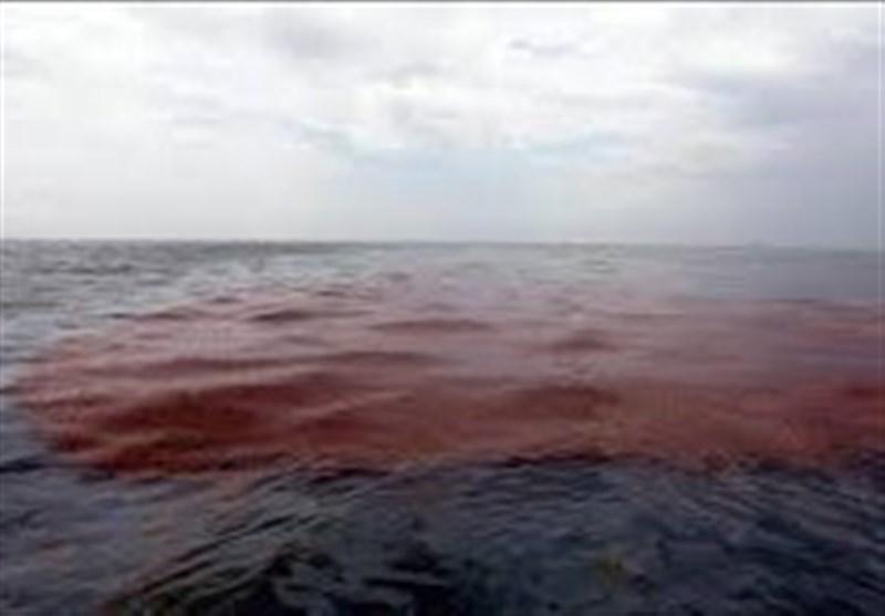لکه نفتی خلیج فارس پاکسازی شد