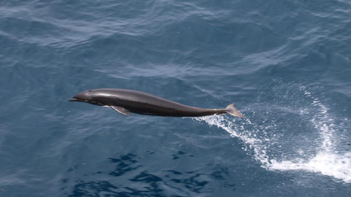 نقش فناوری در آموزش حیوانات، پهپادها توانایی های دلفین ها را افزایش می دهند