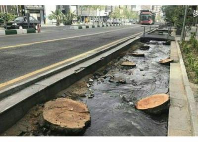 تبدیل خیابان ولیعصر به پیاده راه برای حفظ درختان آن