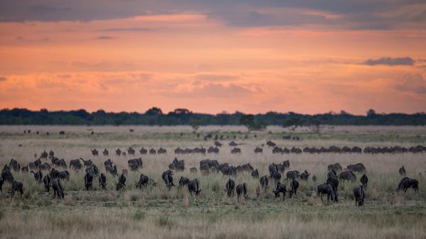 پارک حیات وحش لیونده، سفر به قلب آفریقا